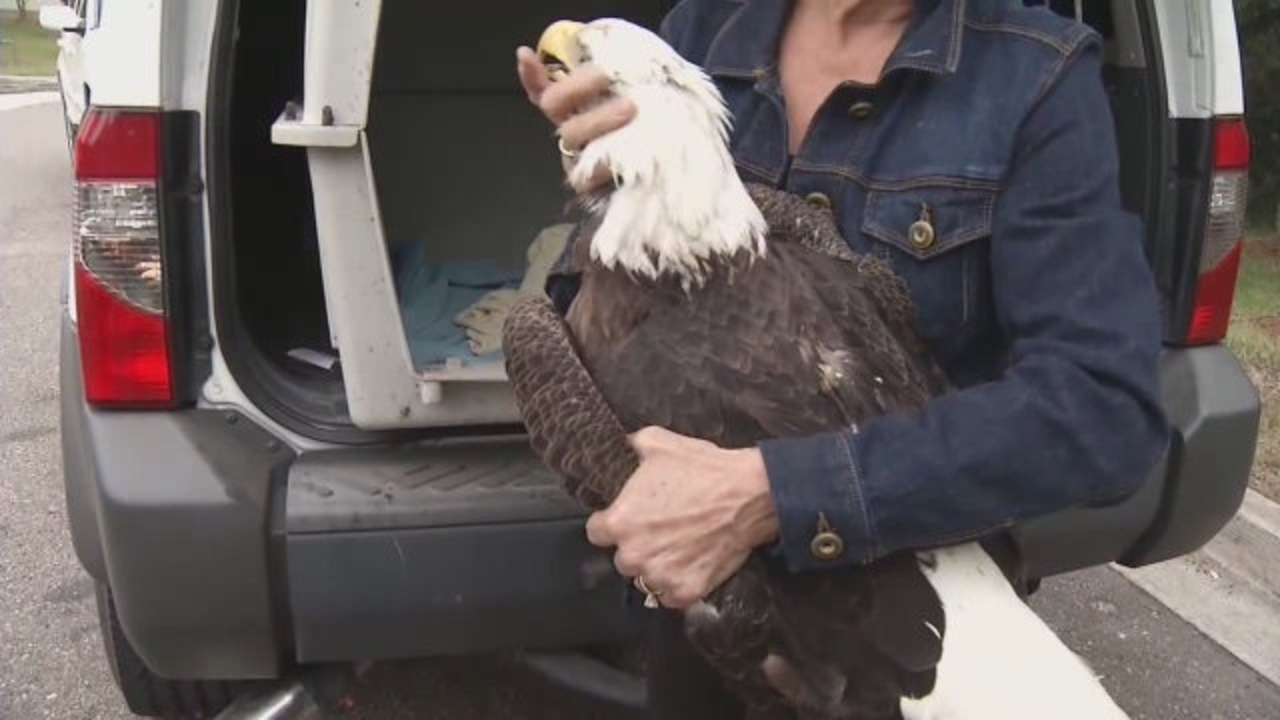 Person who shot, killed American bald eagle sought