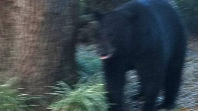 Longwood bear