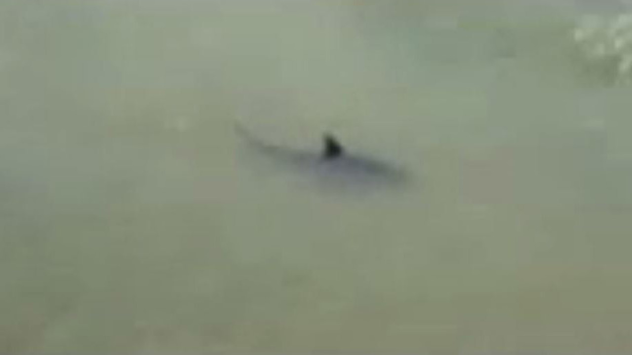 3 sharks spotted near St. Augustine pier