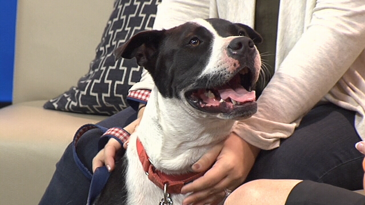 dogs up for adoption up for adoption dogs up for adoption up for adoption