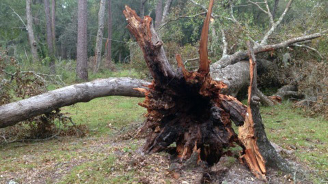 Hurricane Matthew topples rotted trees
