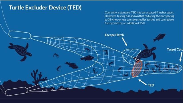 Image result for shrimp boat TED