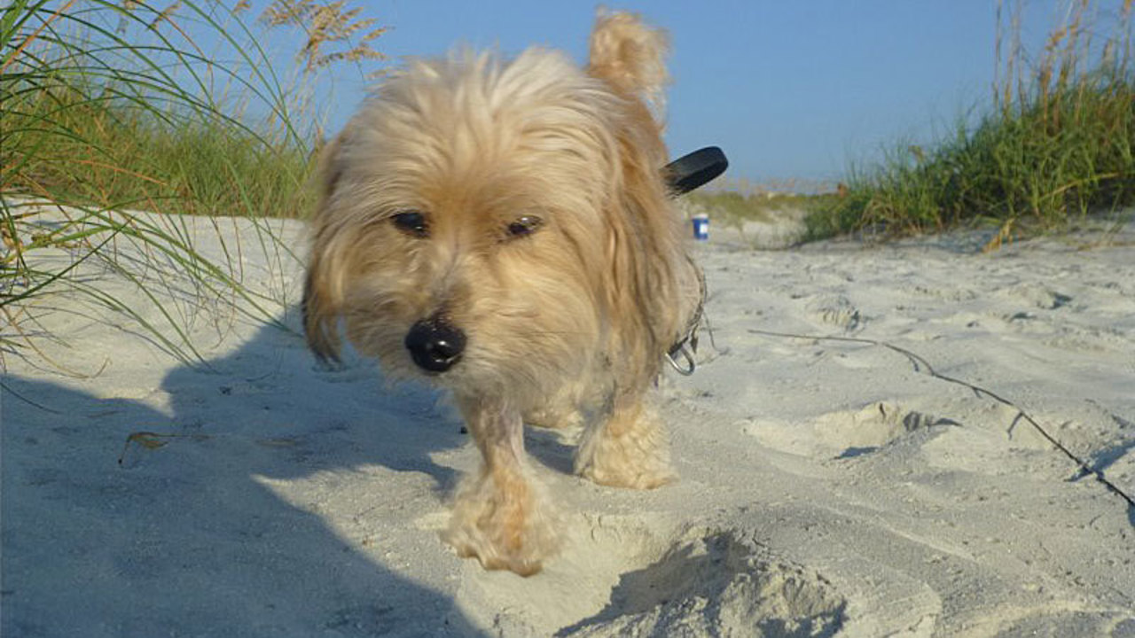 florida beaches that allow dogs would allow dogs on neptune 24 7 florida beaches that allow dogs would allow dogs on neptune 24 7