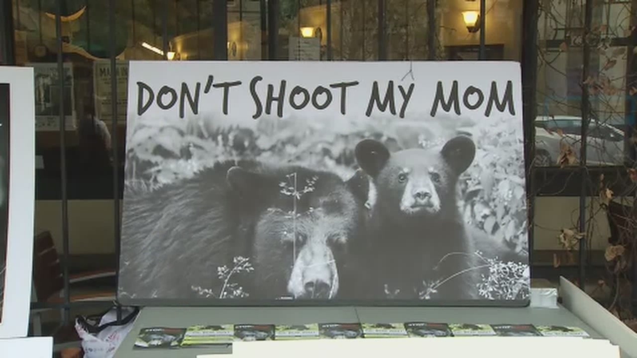 Amid protests, bear hunting to begin in Florida