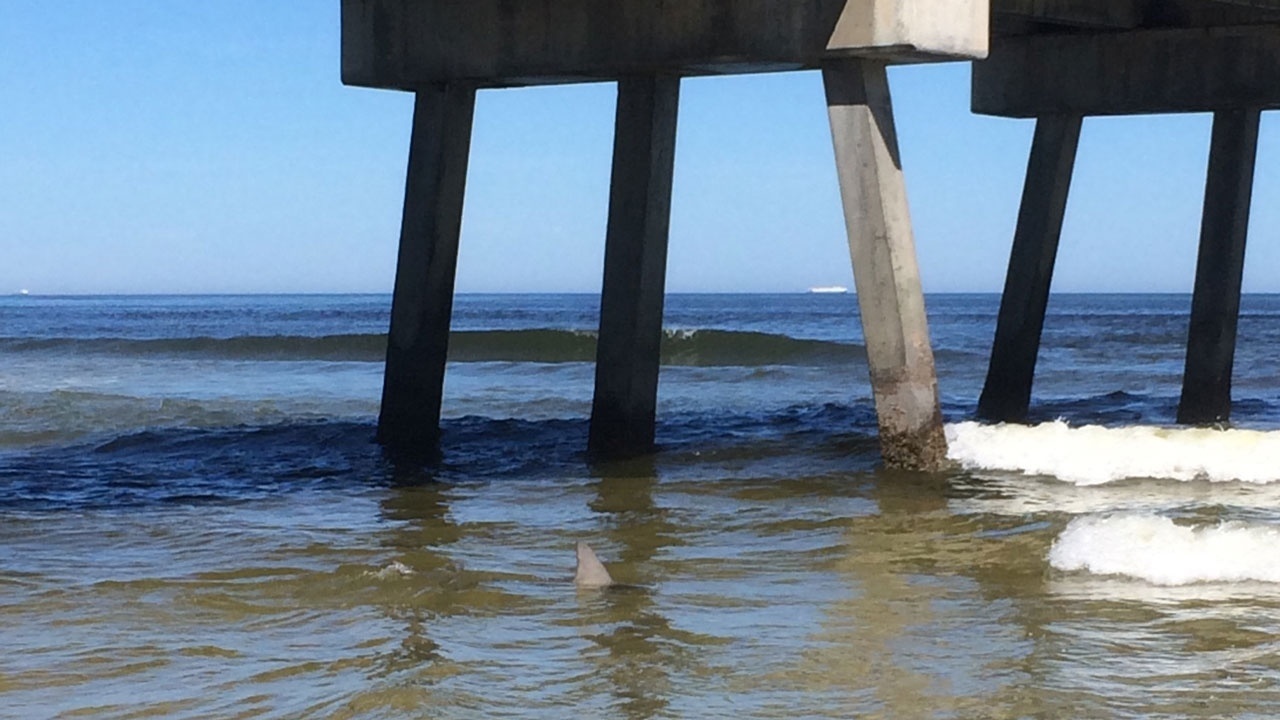 Sharks spotted near Jacksonville Beach pier