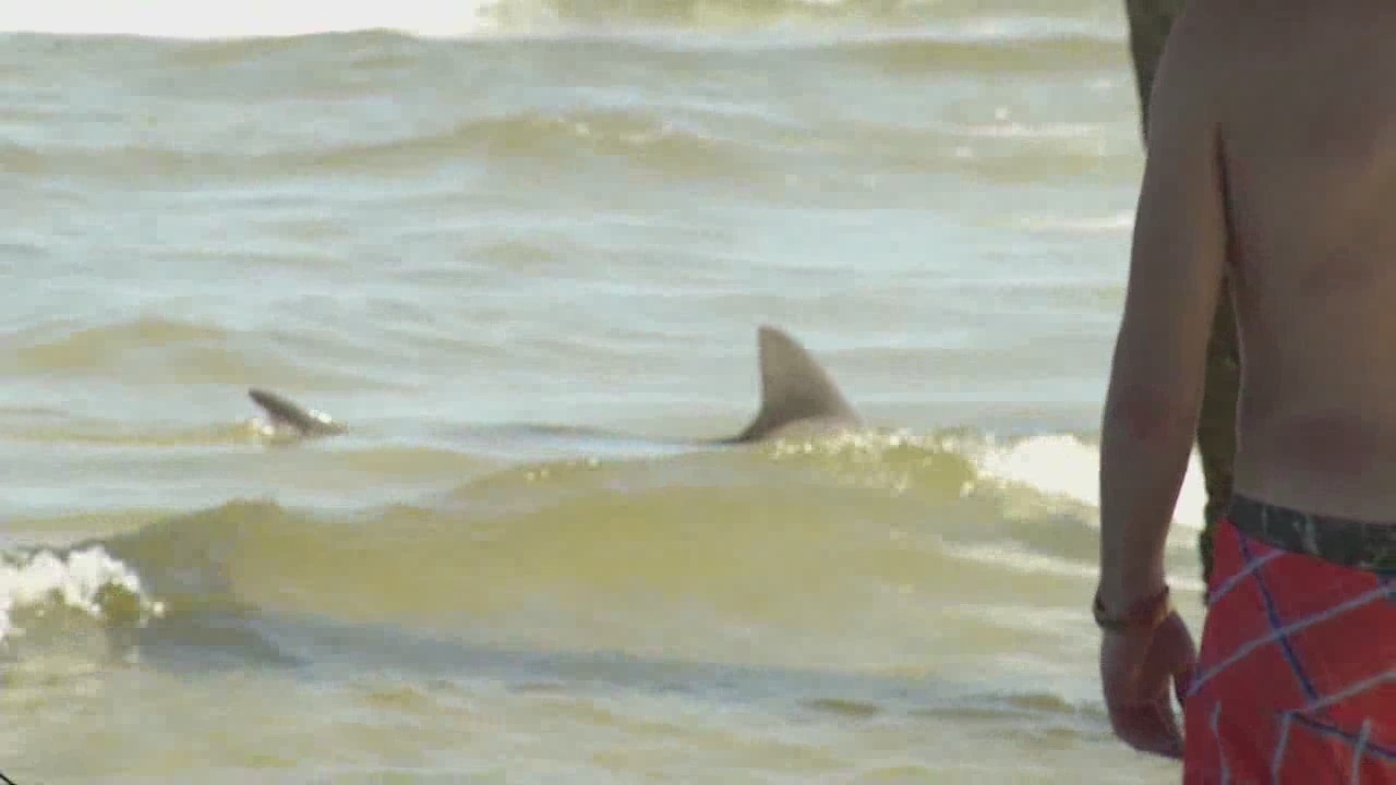 Shark sighting at Jacksonville Beach