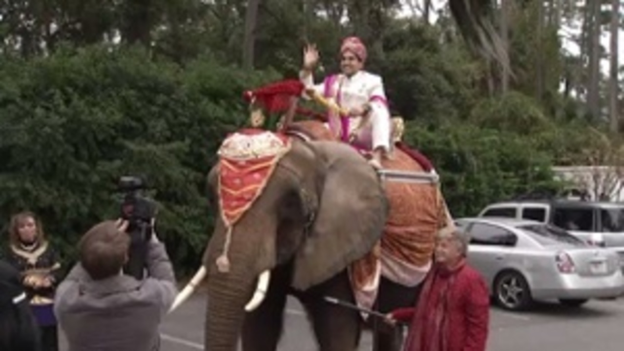 Groom rides in to Indian ceremony on elephant