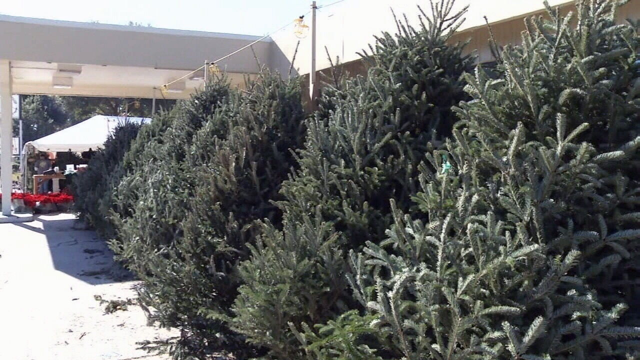 experts tell how to preserve christmas tree experts tell how to preserve christmas tree