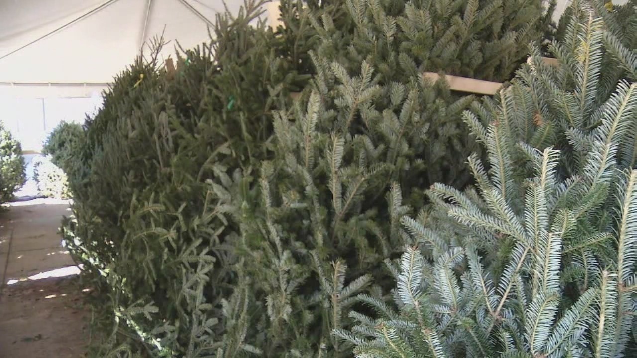 experts tell how to preserve christmas tree experts tell how to preserve christmas tree