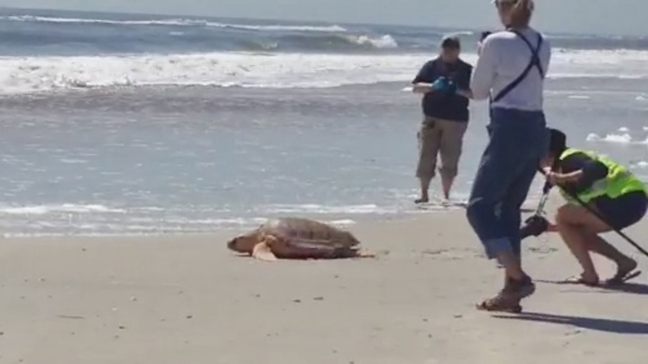 Rescued sea turtles released in Jacksonville