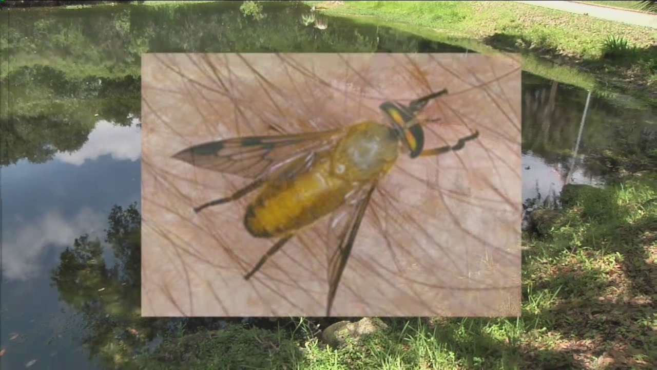 Protect against swarming yellow flies