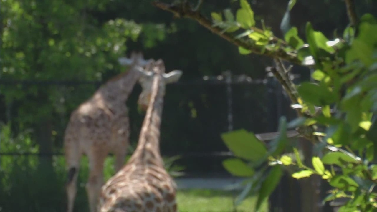 Giraffe dies after collapsing in front of visitors at...