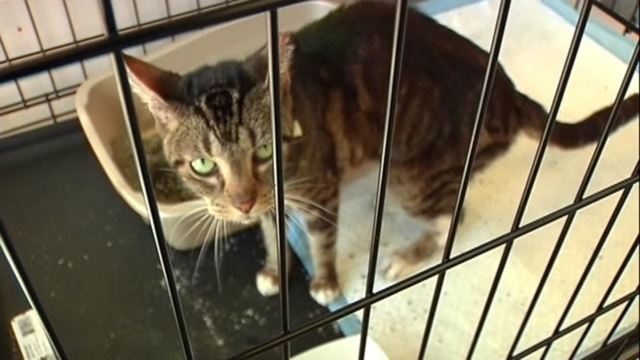 700 rescued cats brought to Jacksonville