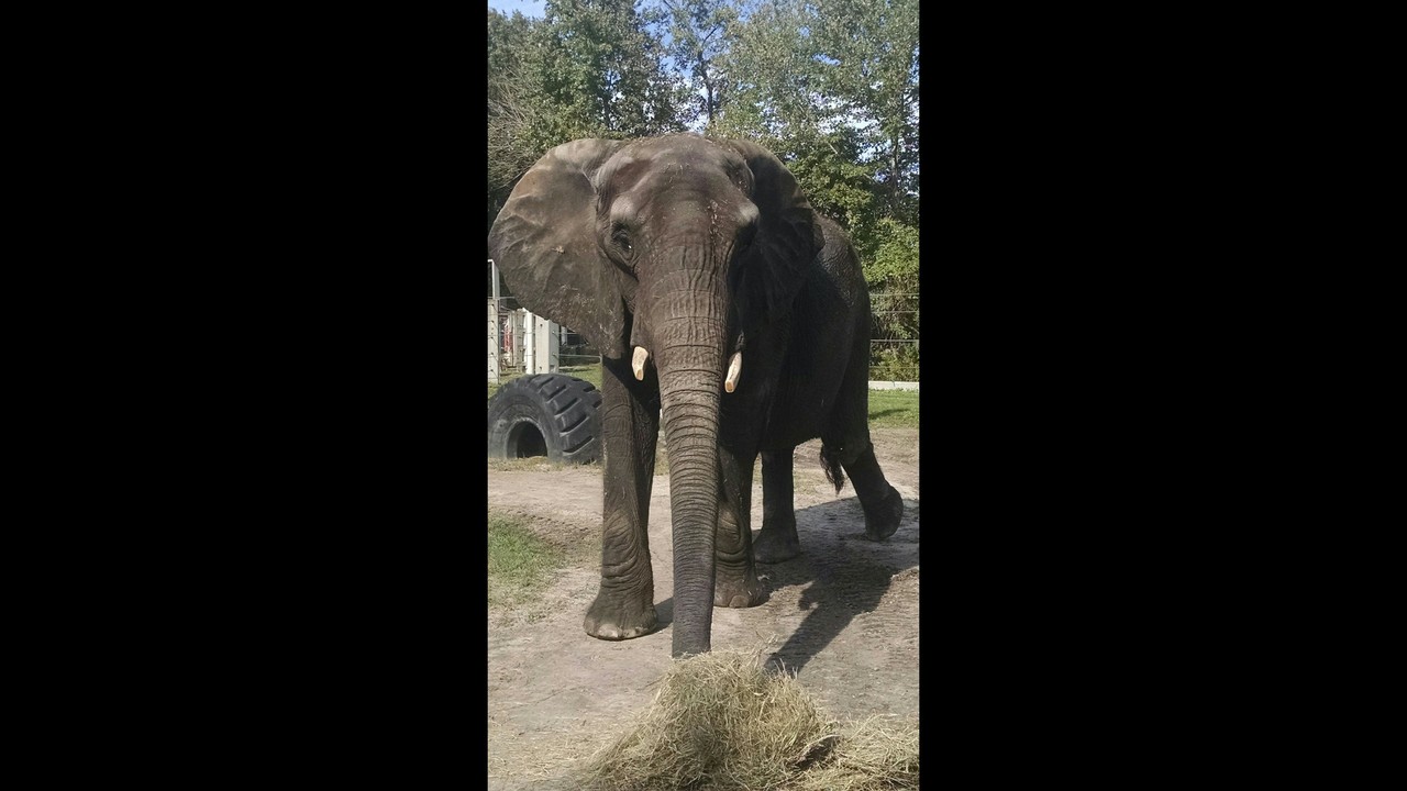 Jacksonville Zoo debuts African elephant Jacksonville Zoo debuts African elephant