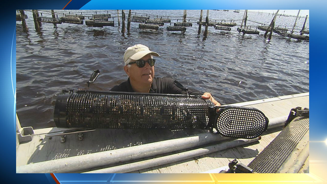 Oyster ranching could reinvigorate Florida's oyster production