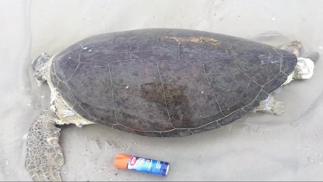 Fwc Men Remove Shell From Sea Turtle Leave Body On Beach