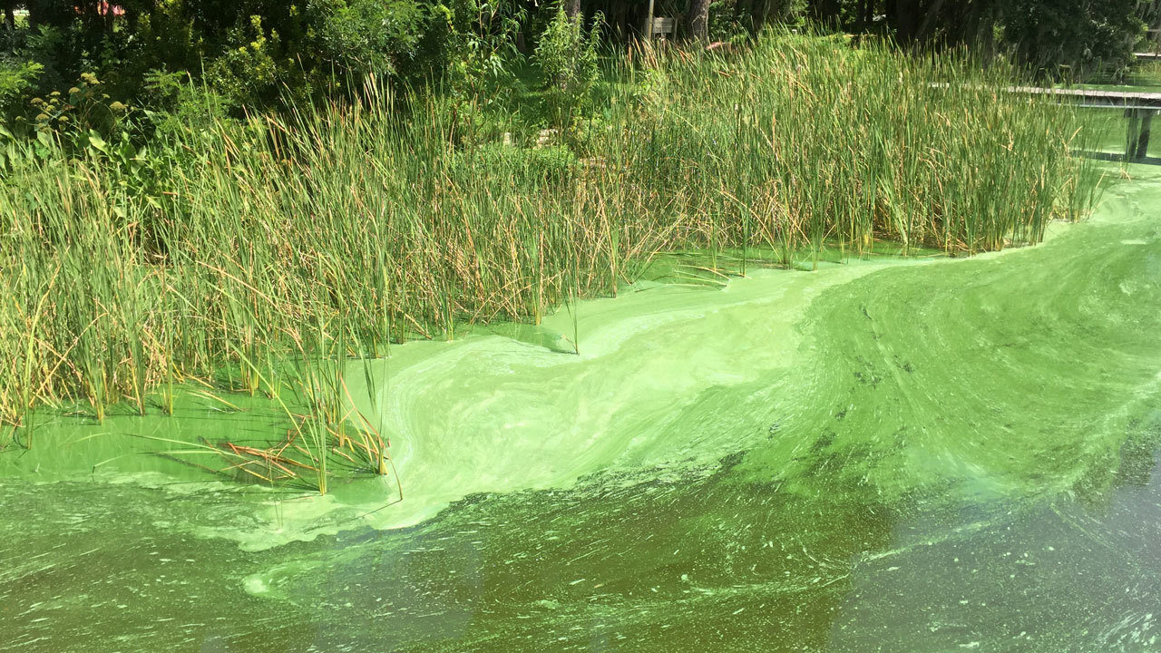 New samples from Doctors Lake find toxic algae