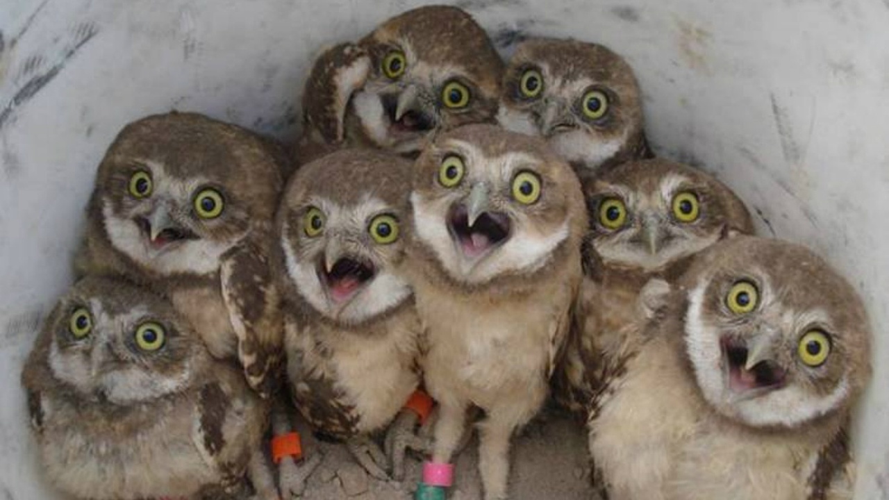 A Real Hoot Picture Of Burrowing Owls Goes Viral