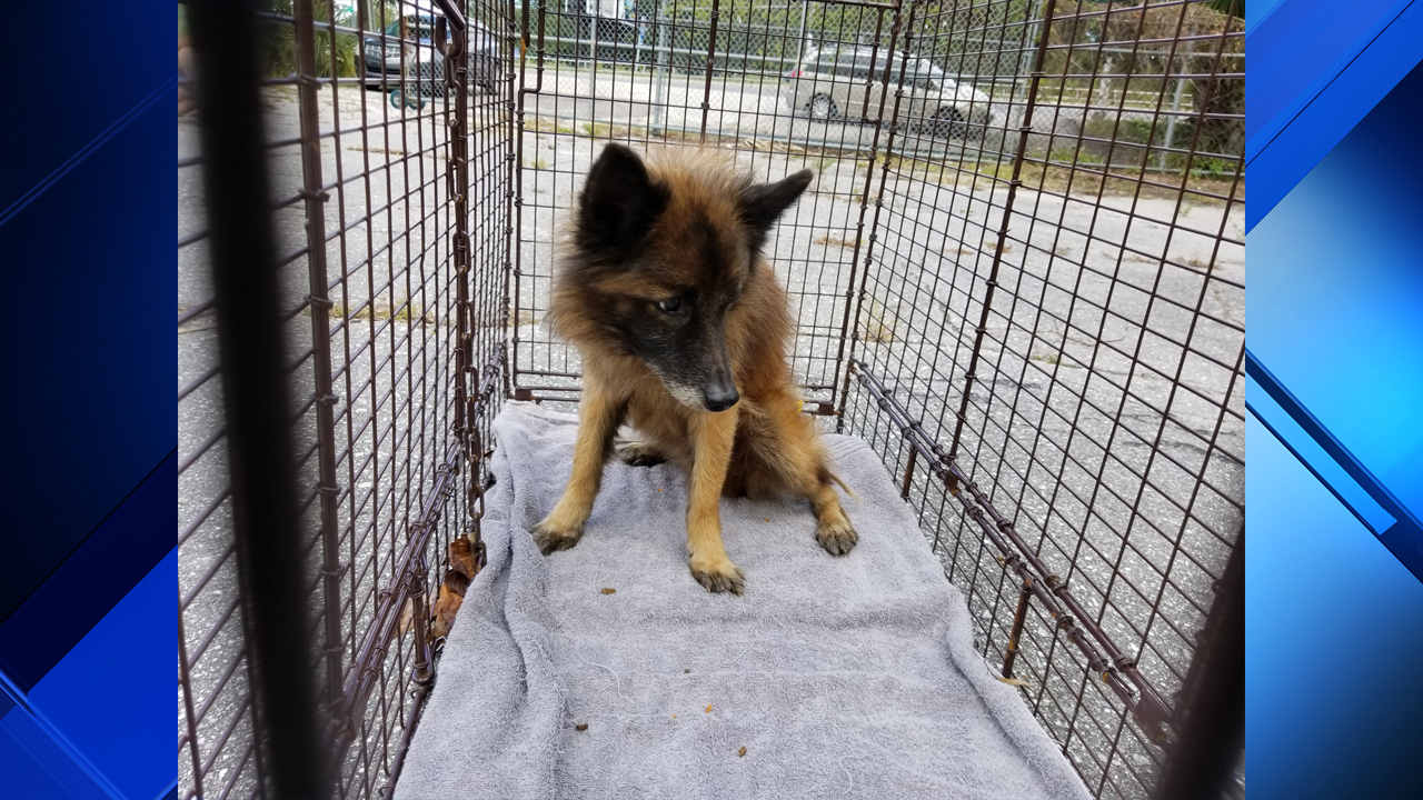 Florida Dog Adoption Laws Florida Dog Adoption Laws