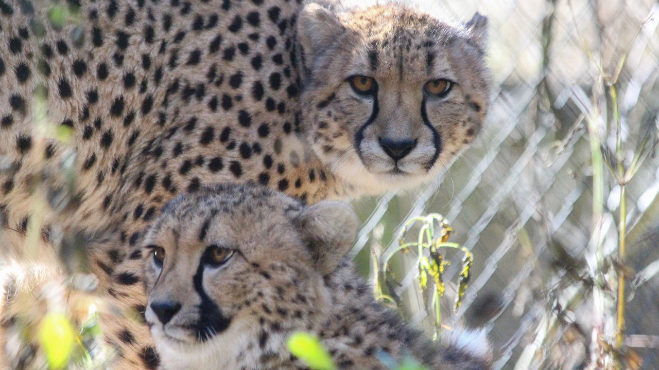 Jacksonville Zoo adds 2 new, adorable cheetahs