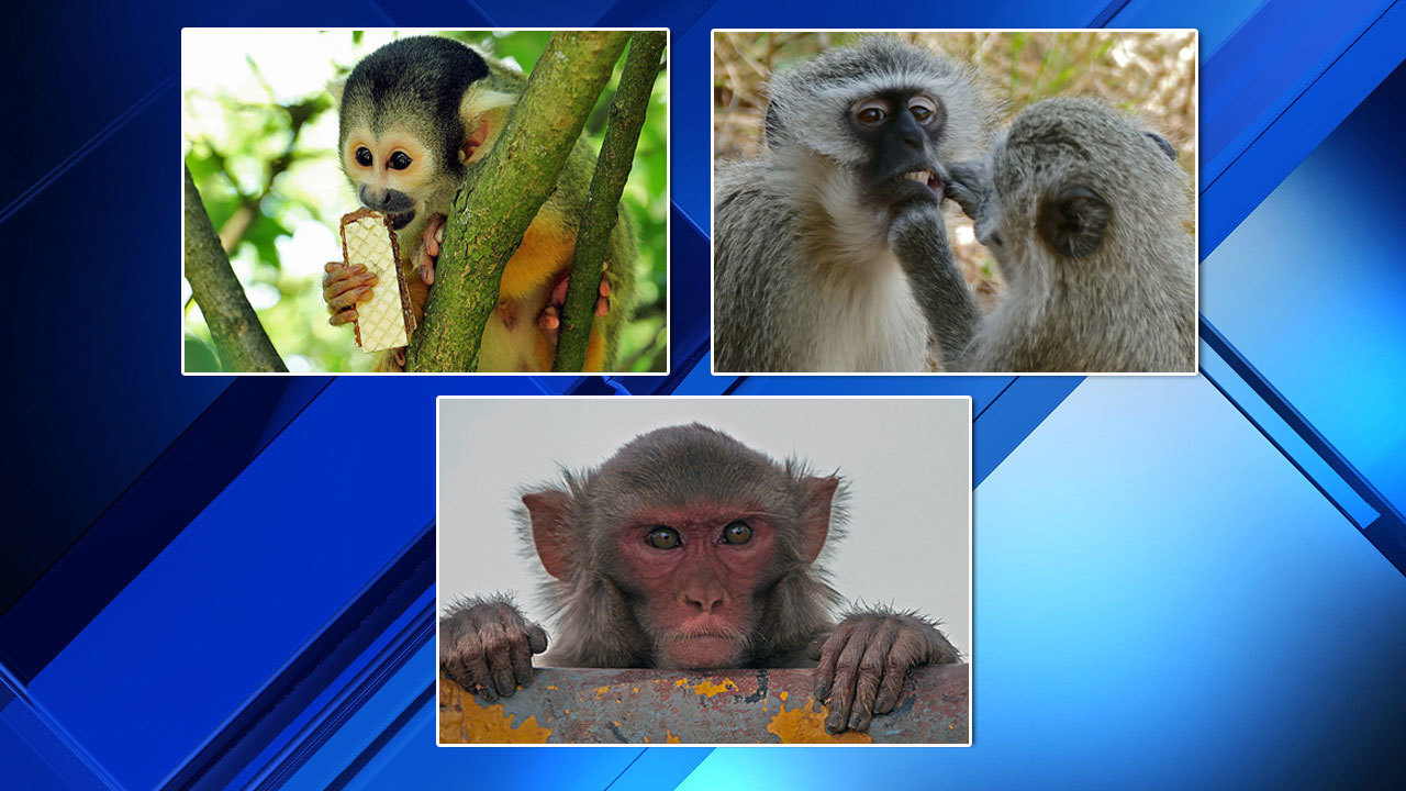 It's now illegal to feed wild monkeys in Florida