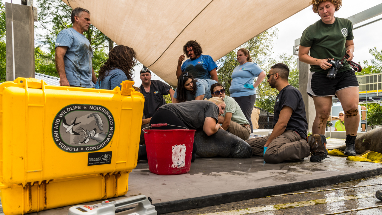 Jacksonville zoo veterinarian, care team examines rescued...