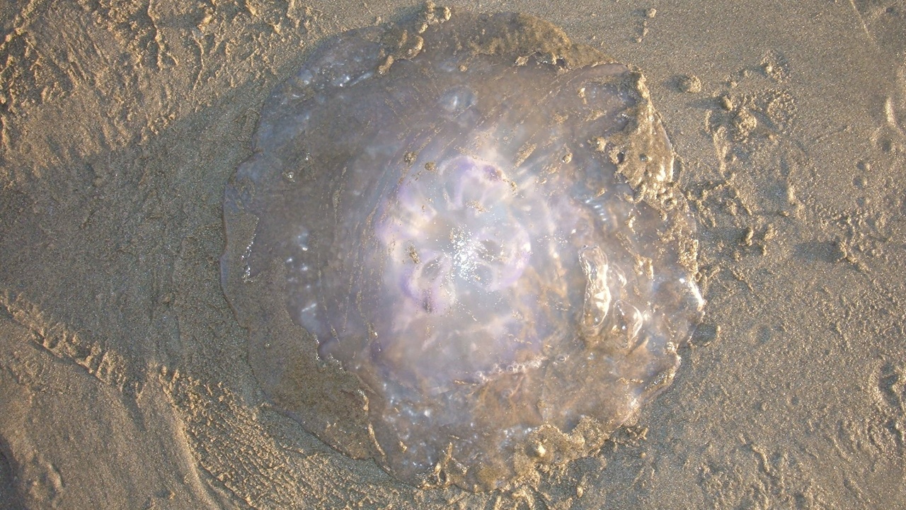 What To Do If Dog Gets Stung By Jellyfish What To Do If Dog Gets Stung By Jellyfish