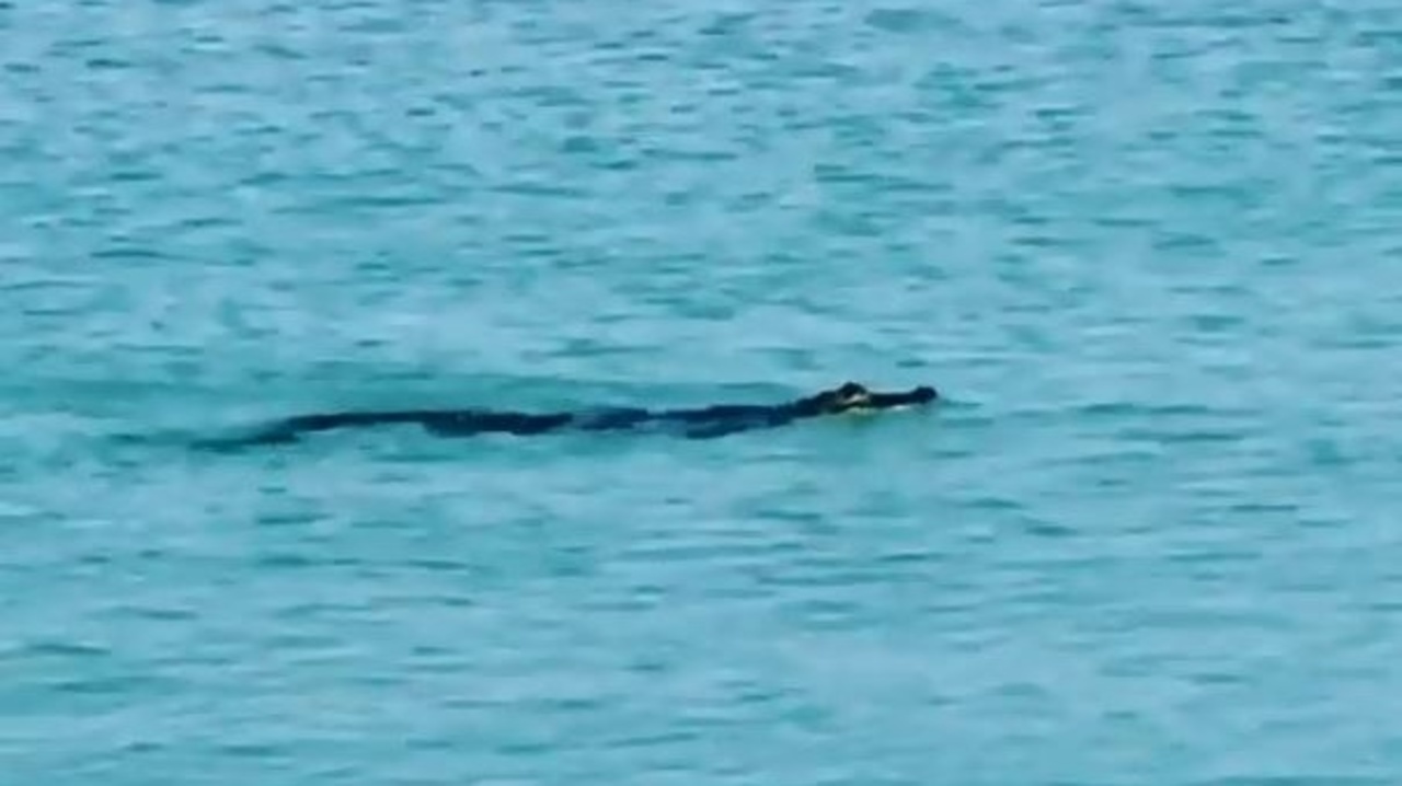 Alligator Spotted On Fort Myers Beach Alligator Spotted On Fort Myers Beach