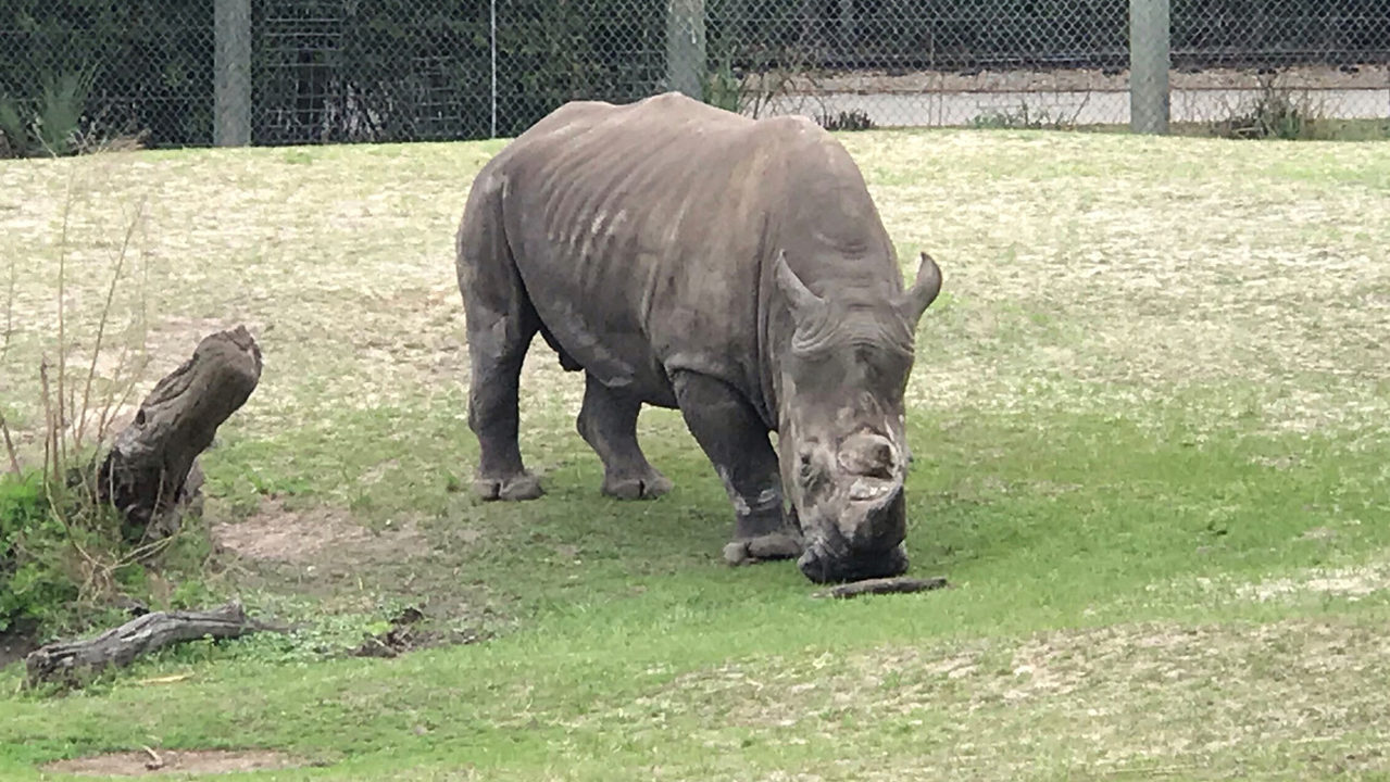 Jacksonville zookeeper injured by rhino's horn, zoo says