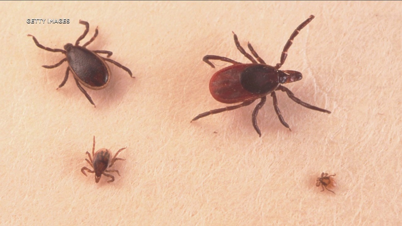 Florida mom warns 'There's Lyme disease everywhere'