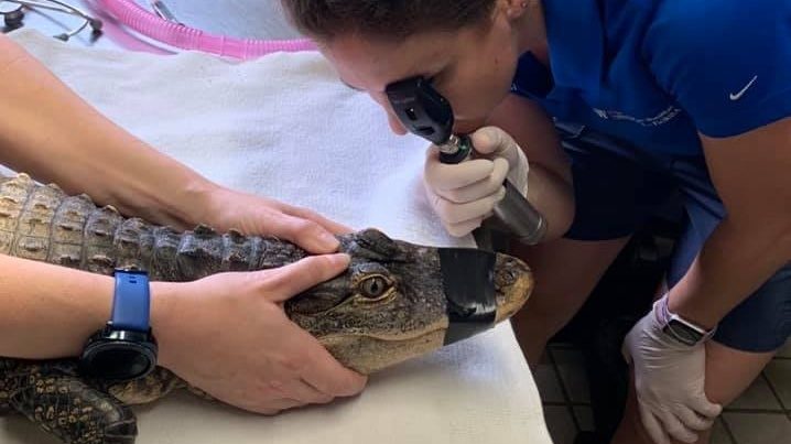 'Chance the Snapper' gets A+ during examination